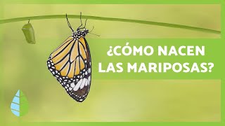 Cómo nacen LAS MARIPOSAS 🦋 Tipos hábitat y Curiosidades [upl. by Nhguahs]