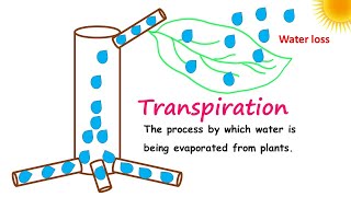 Transpiration Explained Important lesson [upl. by Frager]