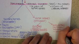 Nervous System Overview [upl. by Ingaborg]