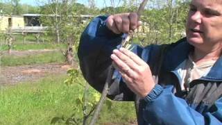 Pecan Grafting Demonstration [upl. by Lidstone]