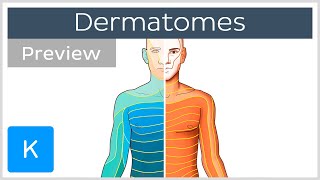 Dermatomes made easy preview  Human Anatomy  Kenhub [upl. by Leuqar]