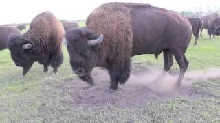 Bison Bull in Mating Season [upl. by Gurl]