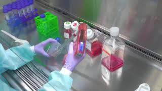 Passaging Cells Cell Culture Basics [upl. by Gert830]