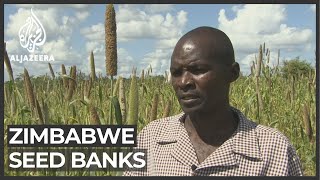 Zimbabwe farming Seed banks set up to prepare for drought [upl. by Zere]