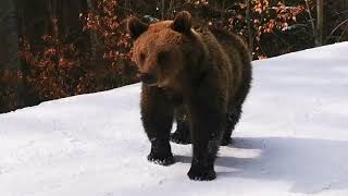 Bear chasing Man on a Ski Slope [upl. by Wendolyn]