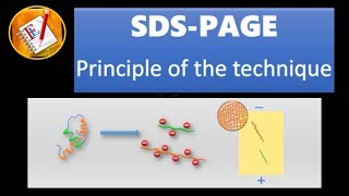 SDS  PAGE [upl. by Nuhs]