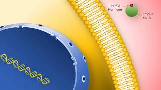 Lipidsoluble hormones steroid hormones [upl. by Einej9]