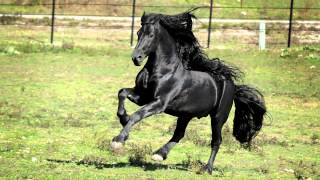 WORLD FAMOUS FRIESIAN STALLION [upl. by Aloz815]