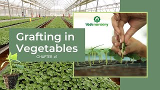 Vegetable Grafting Chapter 1  Grafting in Vegetables [upl. by Shorter788]