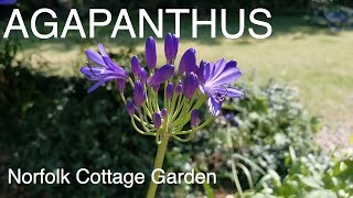 Agapanthus  How To Grow Agapanthus Plants [upl. by Giustina]