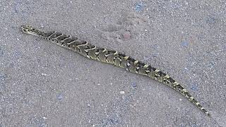 Puff Adder Snakes Fighting in the Road [upl. by Fulcher]