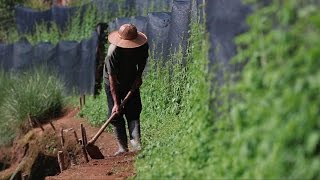 Jiaogulan Tea produced without compromise in Thailand [upl. by Bing949]