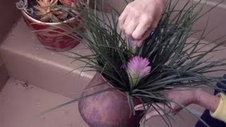 How to Grow Tillandsia Cyanea  Gardening Advice [upl. by Esilahc522]