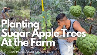 Planting Sugar Apple Trees Annona Squamosa Tropical Fruit Farm [upl. by Beauvais709]