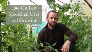 Growing the Medicinal Plant Jiao Gu Lan Gynostemma pentaphyllum [upl. by Barabas]