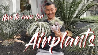 Tillandsia  Airplants care and propagation [upl. by Lucretia]