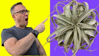 How to Water Tillandsias or Air Plants This May SHOCK YOU [upl. by Adnorahc]