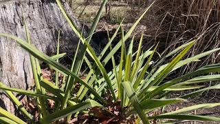 Yucca Plant Profile [upl. by Bayard184]