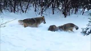 American Badger vs Coyotes [upl. by Ramsay]