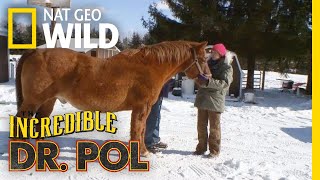 Straight From the Horses Mouth  The Incredible Dr Pol [upl. by Xavier]