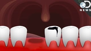 Could Humans Ever Regrow Teeth [upl. by Eanat]