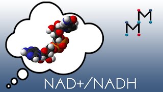 NADNADH Mechanism amp Coenzyme Chemistry [upl. by Adnopoz]