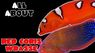 All About The Red Coris Wrasse or Clown Wrasse [upl. by Tehcac]