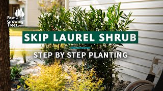 Skip Laurel Shrubs  Step by Step Planting [upl. by Supmart]