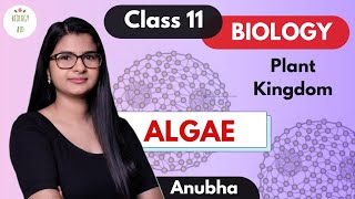 Class 11  Algae Plant Kingdom  NCERT [upl. by Assirak681]