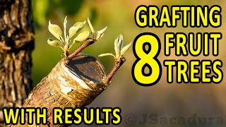 Benefits of Plant Grafting [upl. by Llenyl]