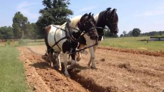 Horse drawn plow [upl. by Lyndsie]