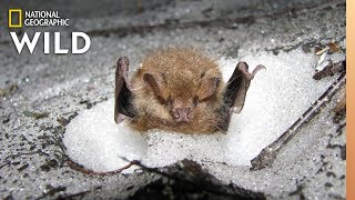 Watch Rare Video of Bats Hibernating in Snow Dens  Nat Geo Wild [upl. by Estes]