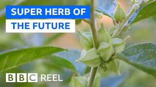 Is ashwagandha the new super herb [upl. by Puna]