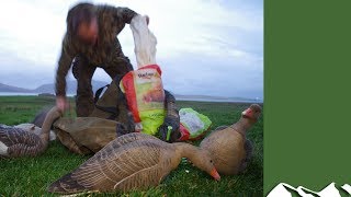 Superb goose shooting in Orkney [upl. by Nanete]