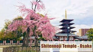 Shitennoji Temple  Osaka  四天王寺  大阪 [upl. by Enomed]