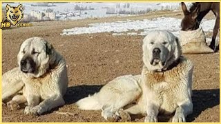 Anatolian Shepherd Dog  Livestock Guardian Dog In Turkey [upl. by Arymat]