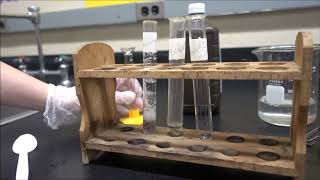 Investigating Enzymes in Liver [upl. by Anrat227]