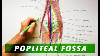 Popliteal Fossa  Boundaries amp Contents  Anatomy Tutorial [upl. by Panayiotis]