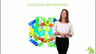 Structure des protéines [upl. by Hael580]