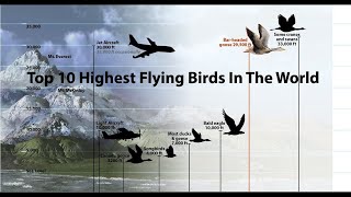 Top 10 Highest Flying Birds In The World [upl. by Lynnet205]