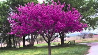 Redbud Trees For Sale [upl. by Gnus]