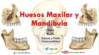 Anatomía  Huesos Maxilar y Mandibula Caras Bordes Inserciones Musculares [upl. by Endor252]