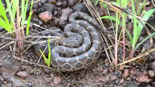 Saw Scaled Viper  Echis carinatus [upl. by Nylsor]