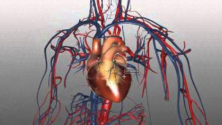 The Heart and Major Vessels  PART 1  Anatomy Tutorial [upl. by Atis565]