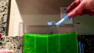 Harvester Ant Farm Illuminated Gel Colony Uncle Milton How To Day 1 [upl. by Jurdi]