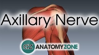 Axillary Nerve  3D Anatomy Tutorial [upl. by Claudine]