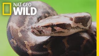 Pythons 101  Nat Geo Wild [upl. by Suilienroc201]