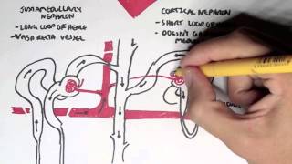 Introduction to Nephrology amp Glomerulonephritispart 1 [upl. by Ocimad]