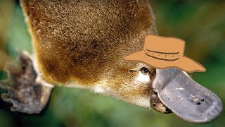 Platypus [upl. by Furey]