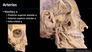 Pterygopalatine Fossa and Palate  Arteries [upl. by Adarbil]